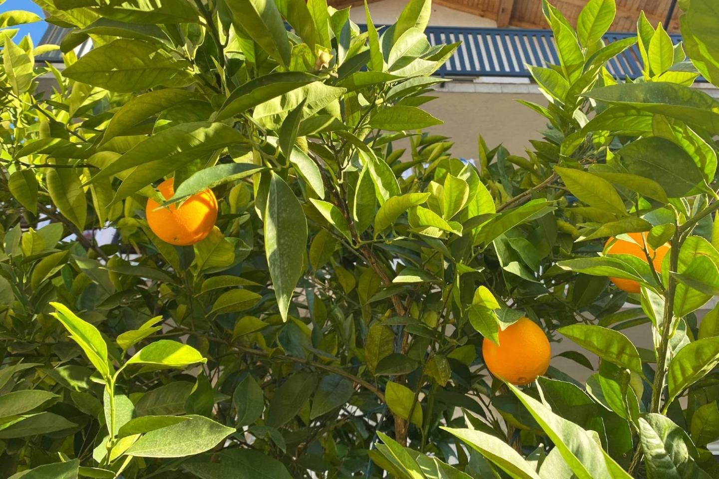 Farah Apartment موستار المظهر الخارجي الصورة